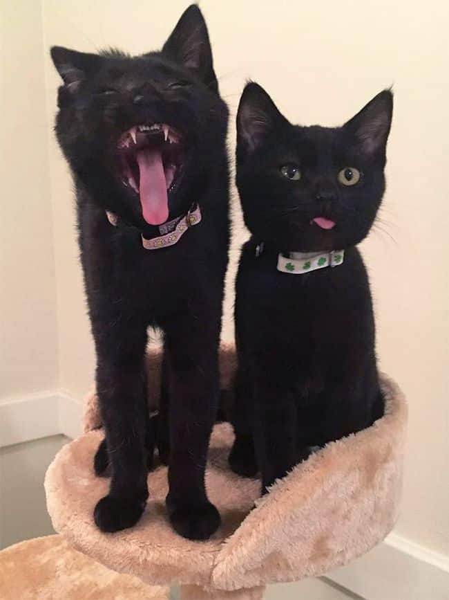 Бе-бе-бе! 11 котиков, показывающих язык