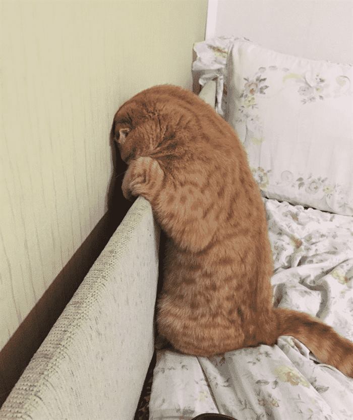 Настоящая кошачья обида