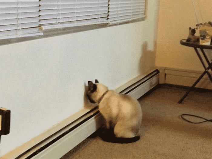 Настоящая кошачья обида