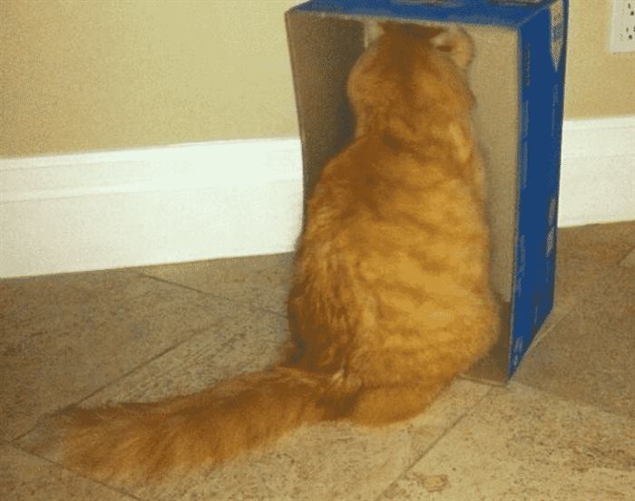 Настоящая кошачья обида
