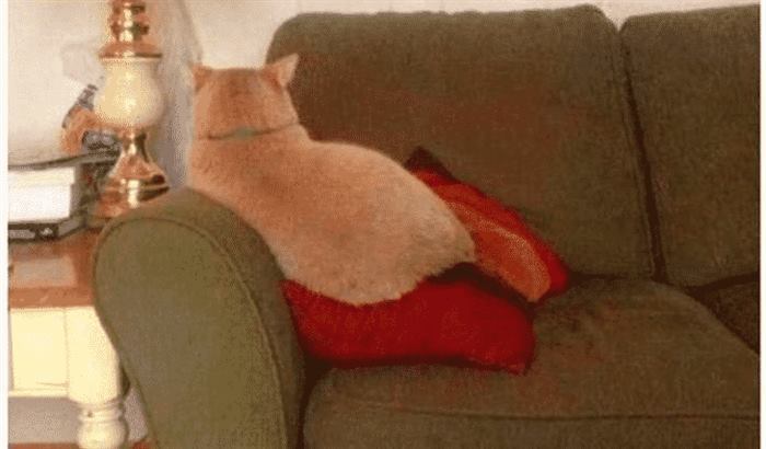 Настоящая кошачья обида