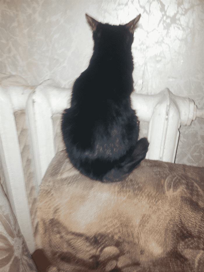 Настоящая кошачья обида
