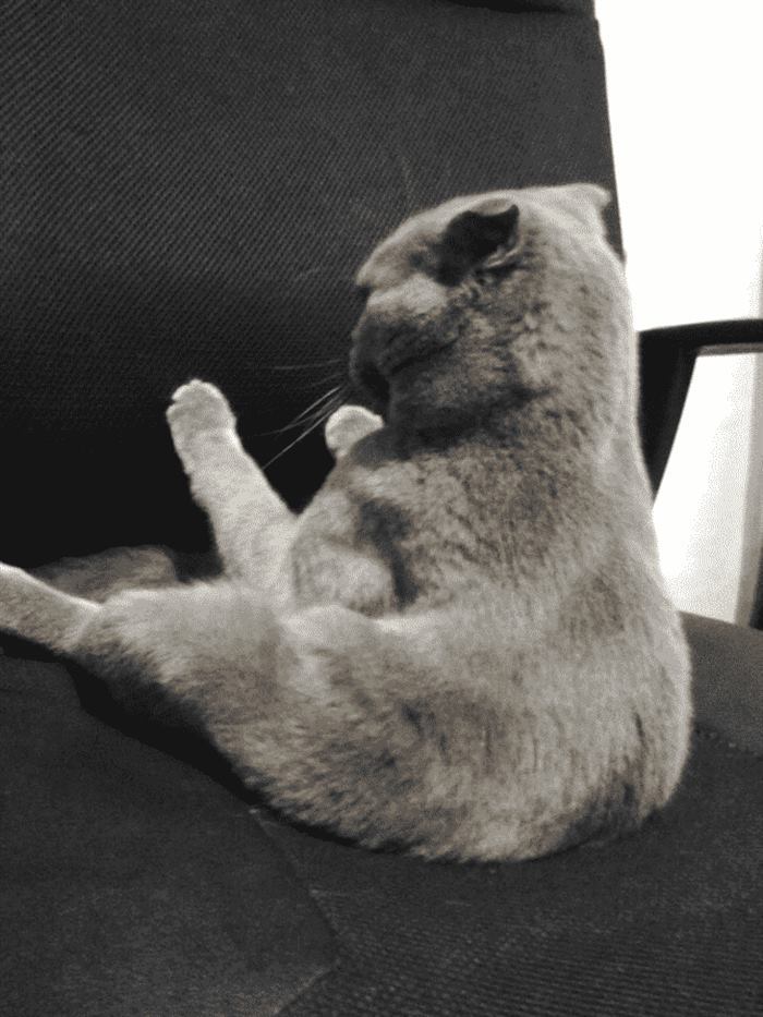 Настоящая кошачья обида