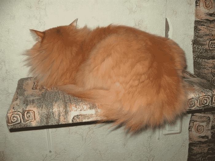 Настоящая кошачья обида