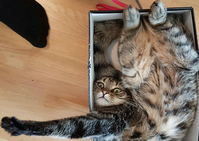 20 котов, которые искали приключений и нашли