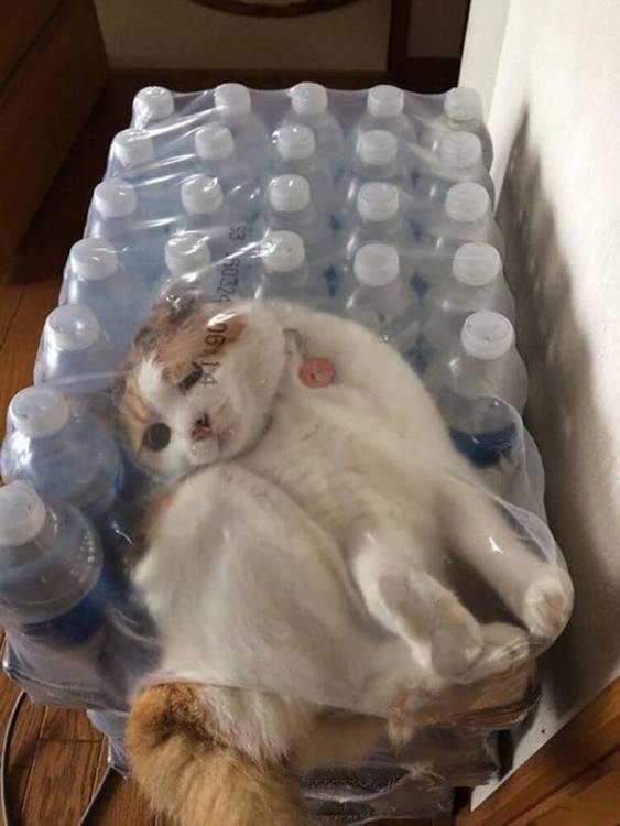 20 котов, которые искали приключений и нашли