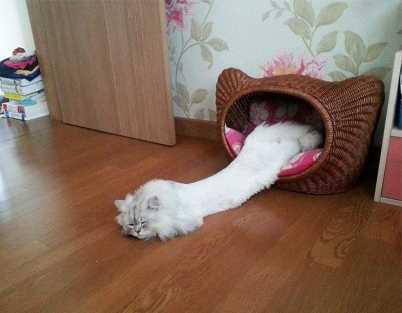20+ неоспоримых доказательств, что коты — это жидкость