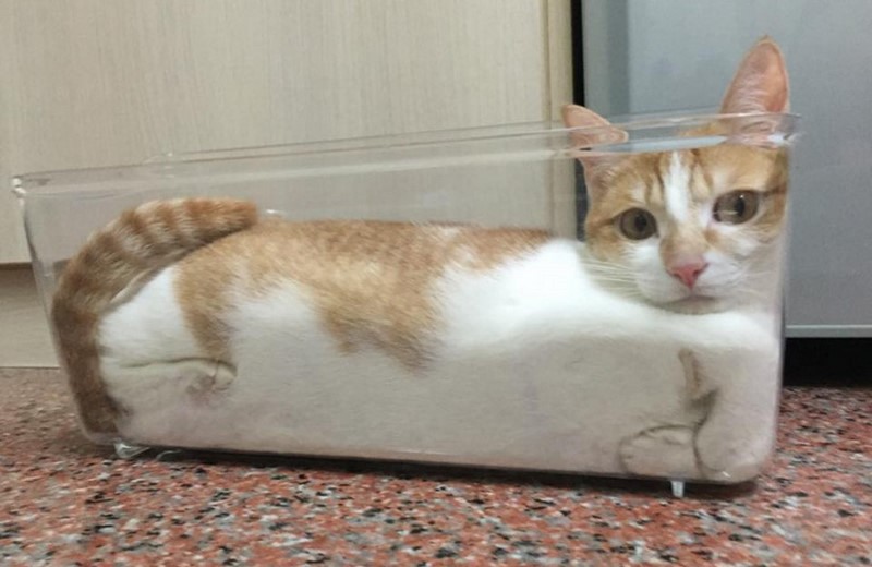 20+ неоспоримых доказательств, что коты — это жидкость