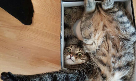 20+ котов, которые искали приключений и нашли