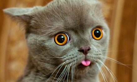 Бе-бе-бе! 11 котиков, показывающих язык