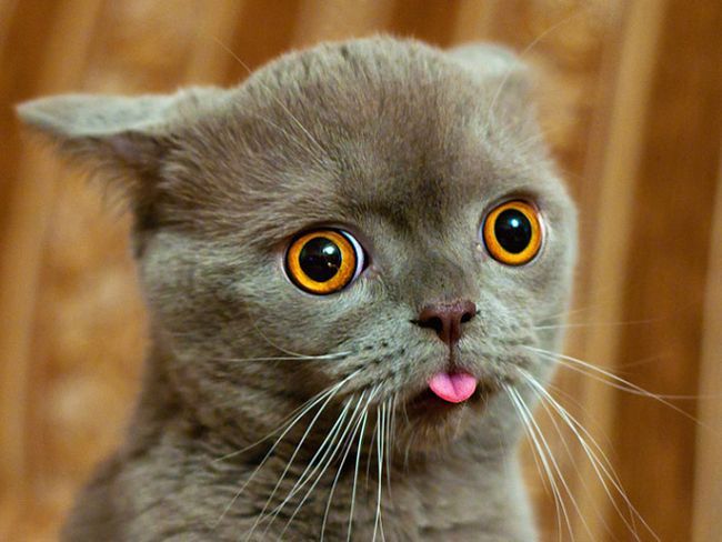 Бе-бе-бе! 11 котиков, показывающих язык