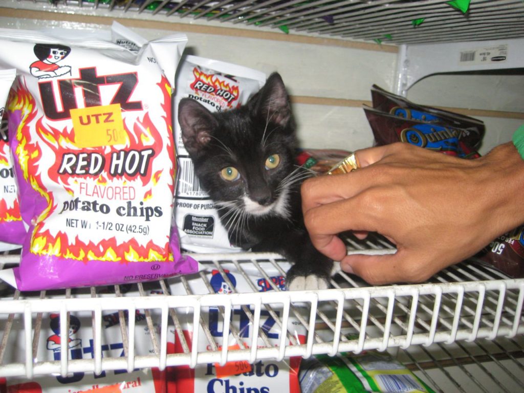 Магазинные котики - вот кто знает толк в покупках kotiki.net