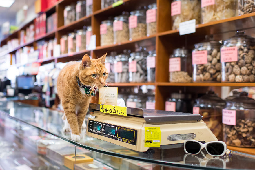 Магазинные котики — вот кто знает толк в покупках