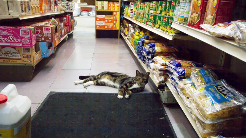 Магазинные котики - вот кто знает толк в покупках kotiki.net