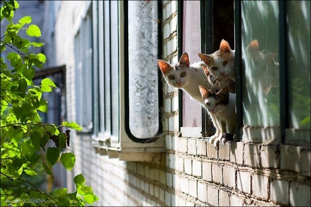 15 фото самых любопытных котиков на свете