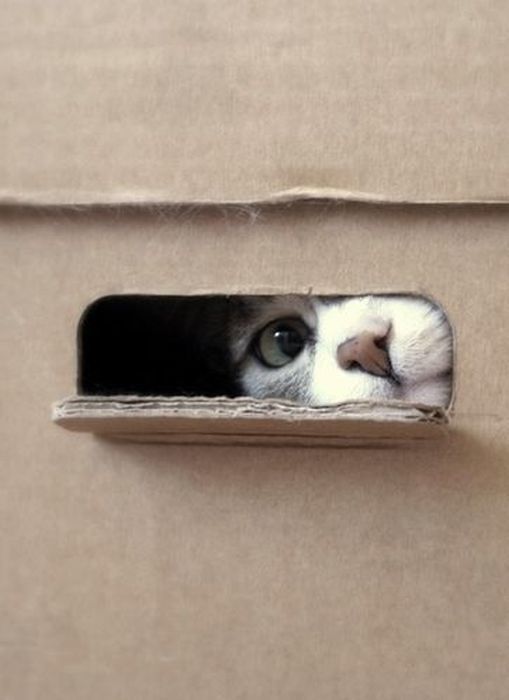 15 фото самых любопытных котиков на свете