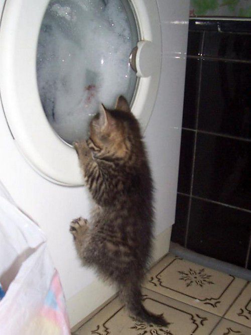 15 фото самых любопытных котиков на свете