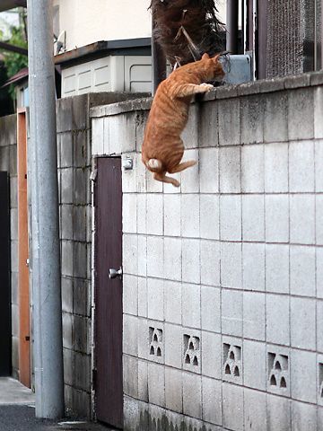 15 фото самых любопытных котиков на свете