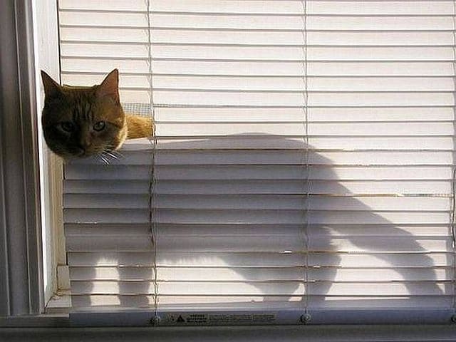 15 фото самых любопытных котиков на свете