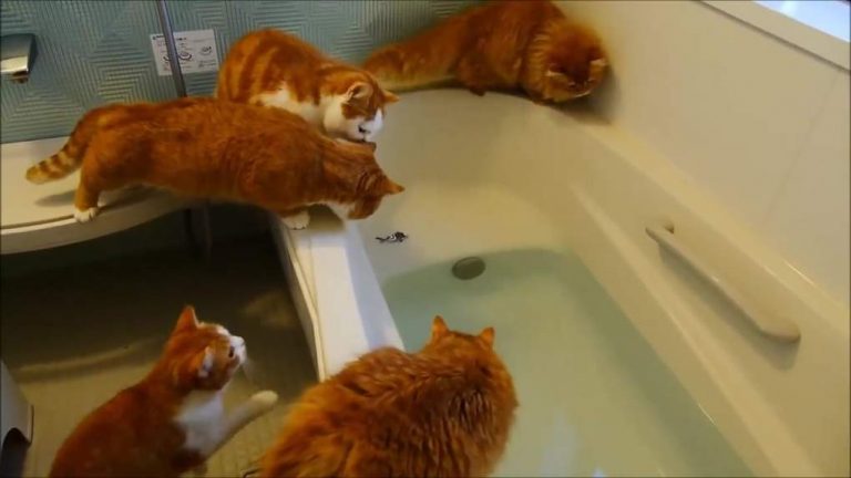 15 фото самых любопытных котиков на свете