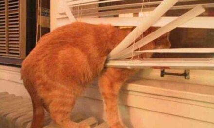 15 фото самых любопытных котиков на свете