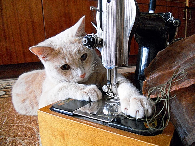 17 самых хозяйственных котов