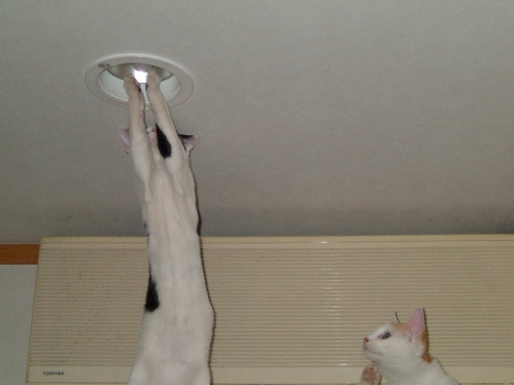 17 самых хозяйственных котов