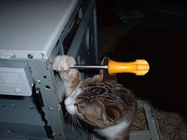 17 самых хозяйственных котов