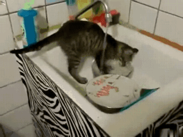 17 самых хозяйственных котов