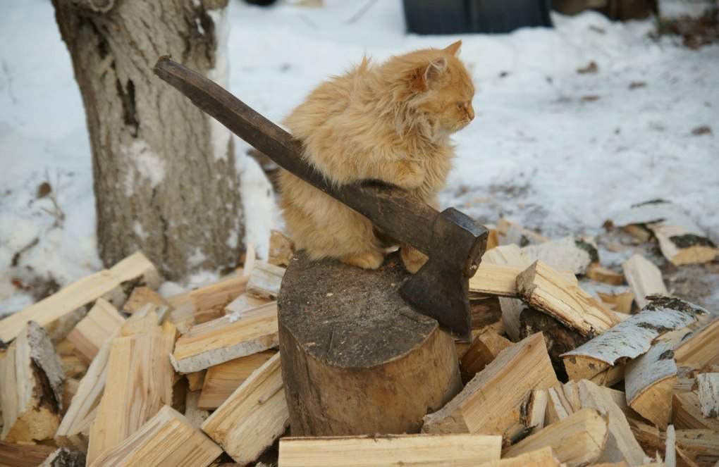 17 самых хозяйственных котов