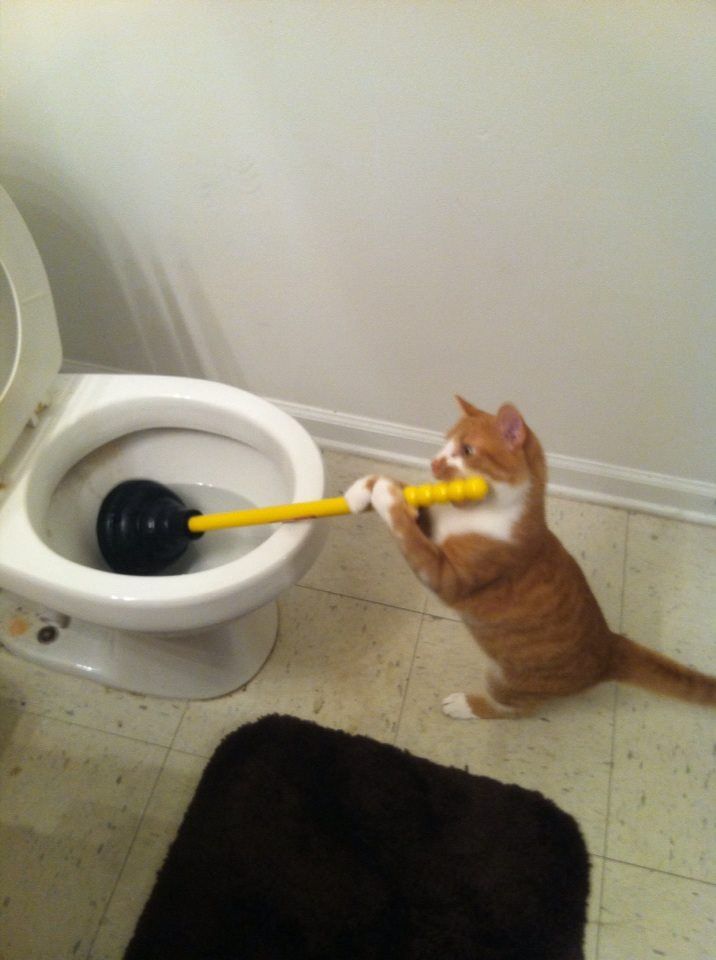 17 самых хозяйственных котов