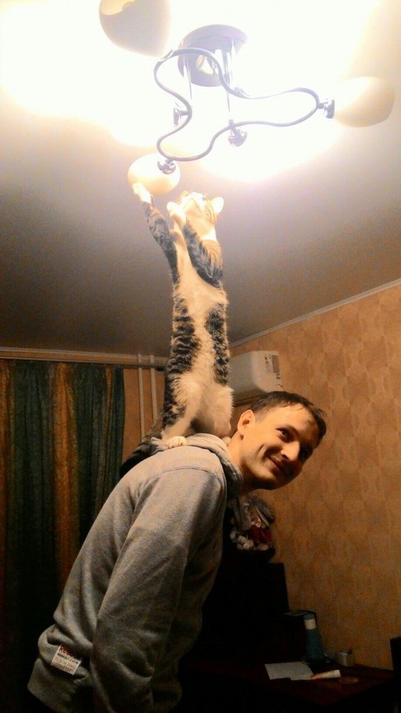 17 самых хозяйственных котов