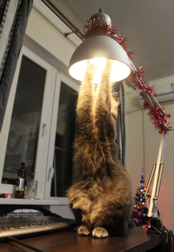 17 самых хозяйственных котов