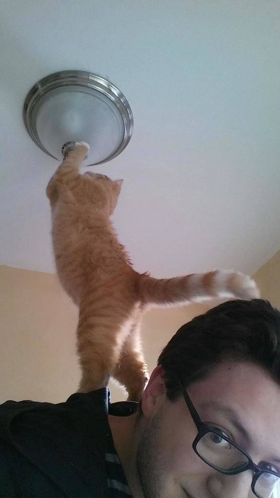 17 самых хозяйственных котов