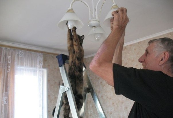17 самых хозяйственных котов