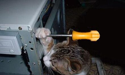 17 самых хозяйственных котов