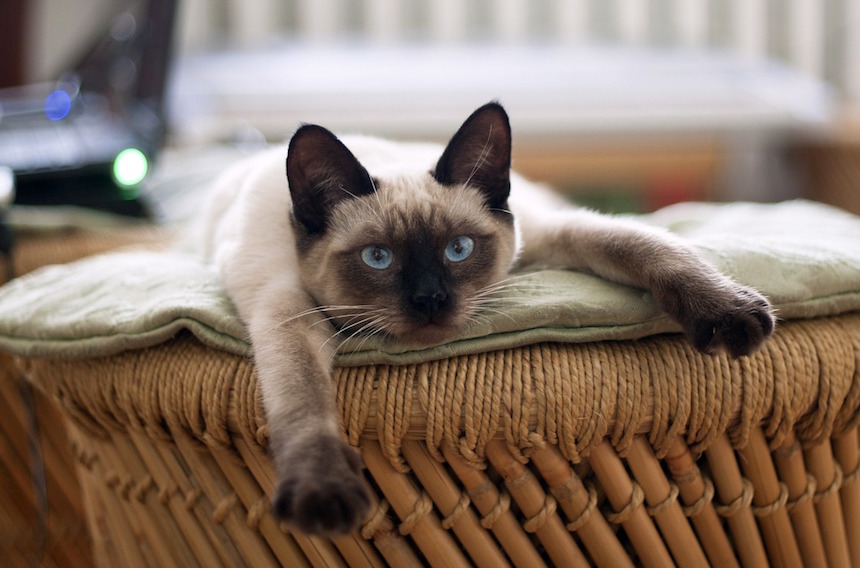 20+ кошек, уставших гораздо больше чем вы cat-story.ru