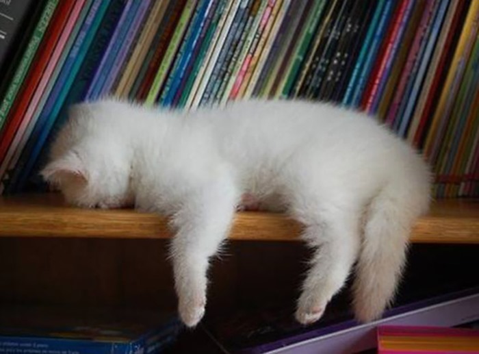 20+ кошек, уставших гораздо больше чем вы cat-story.ru