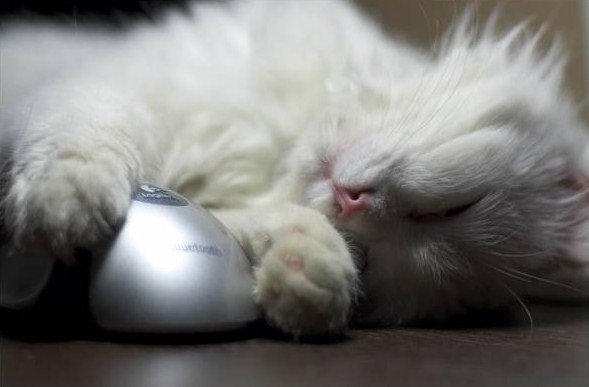 20+ кошек, уставших гораздо больше чем вы cat-story.ru
