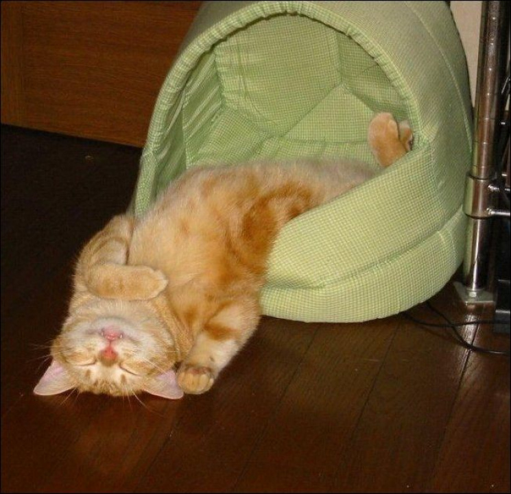 20+ кошек, уставших гораздо больше чем вы cat-story.ru