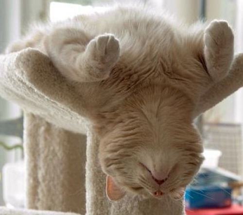 20+ кошек, уставших гораздо больше чем вы cat-story.ru