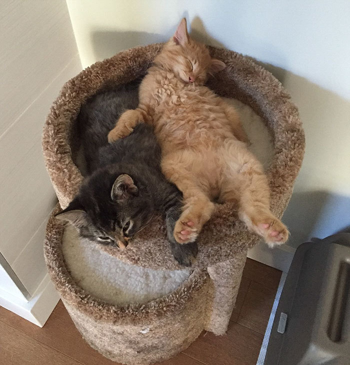 20+ кошек, уставших гораздо больше чем вы cat-story.ru