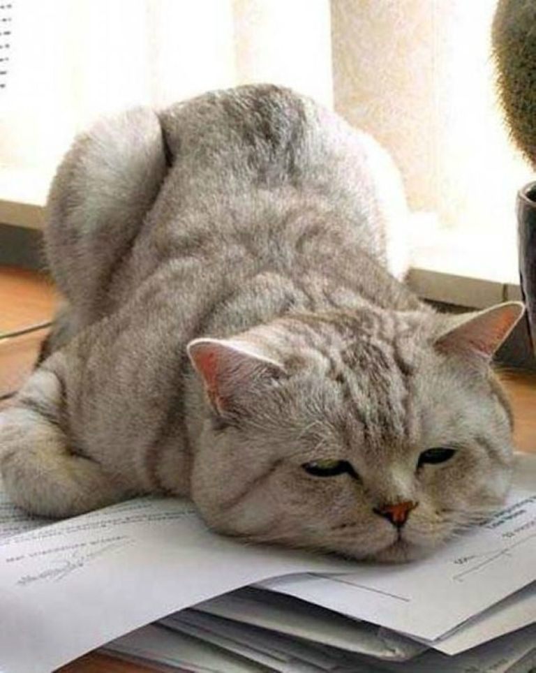 20+ кошек, уставших гораздо больше чем вы cat-story.ru
