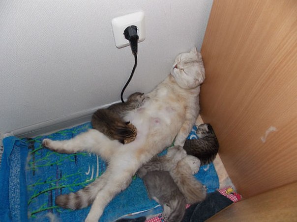 20+ кошек, уставших гораздо больше чем вы cat-story.ru