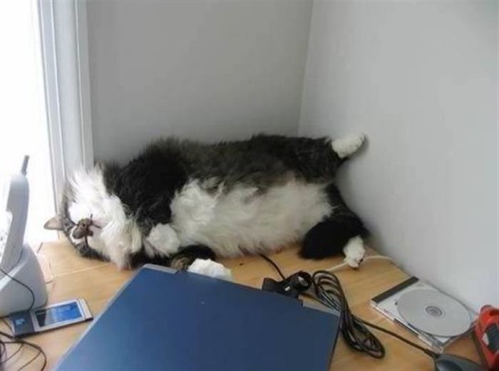20+ кошек, уставших гораздо больше чем вы cat-story.ru