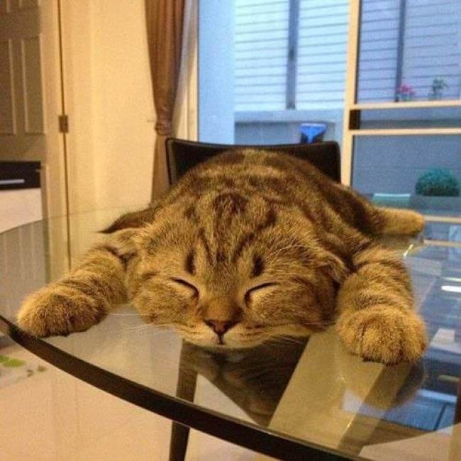 20+ кошек, уставших гораздо больше чем вы cat-story.ru