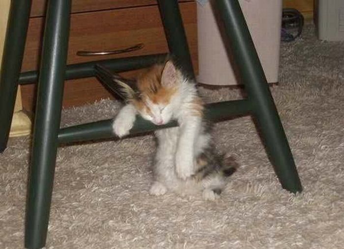 20+ кошек, уставших гораздо больше чем вы cat-story.ru