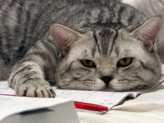 20+ кошек, уставших гораздо больше чем вы cat-story.ru