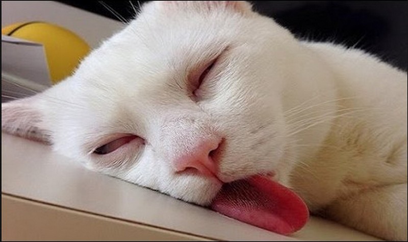 20+ кошек, уставших гораздо больше чем вы cat-story.ru