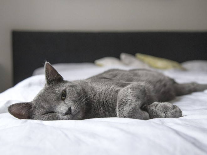 20+ кошек, уставших гораздо больше чем вы cat-story.ru